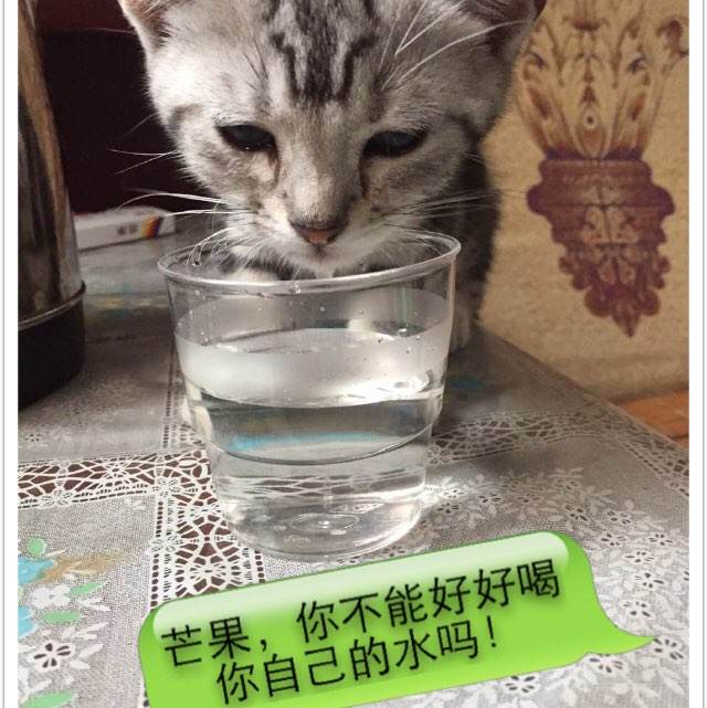 惠灵顿教育学院文凭毕业证成绩认证